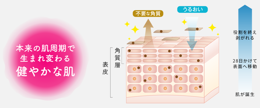 健やかな肌