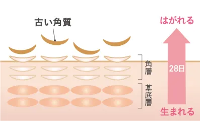 商品開発担当 大塚 慎也