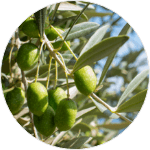 オリーブ種子油