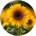 ヒマワリ種子油