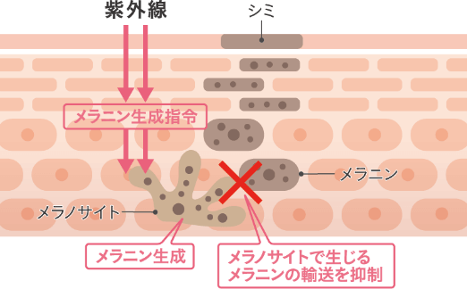 メラニンの過剰生成を抑制