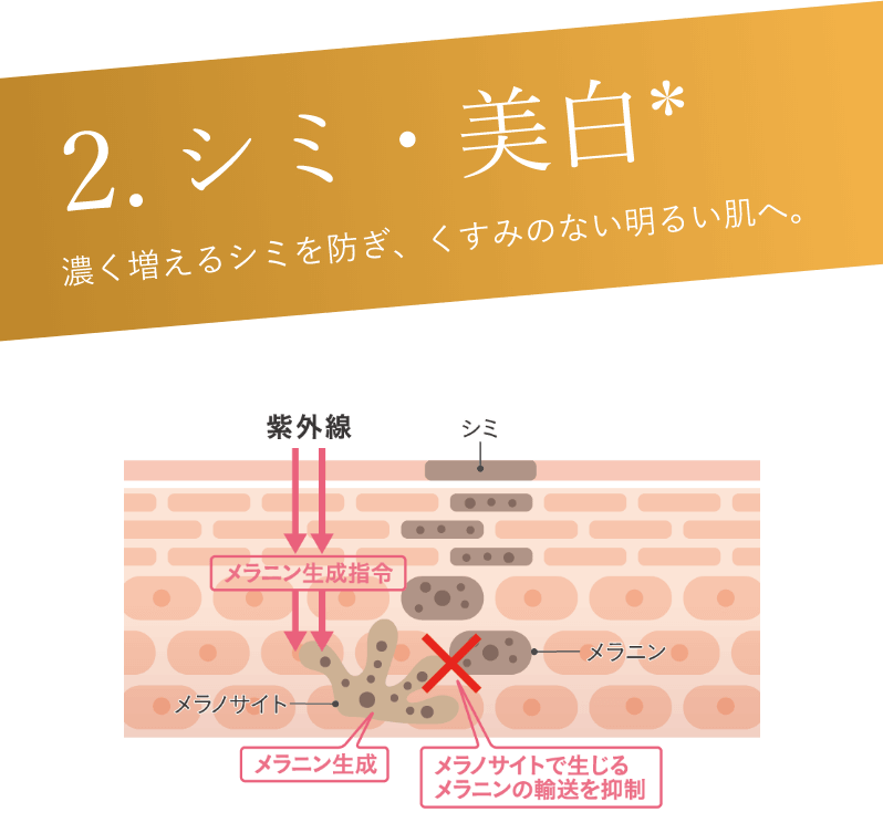 2.シミ・美白 濃く増えるシミを防ぎ、くすみのない明るい肌へ。 メラノサイトで生じるメラニンの輸送を抑制